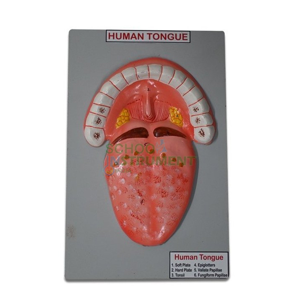 Human Tongue Model