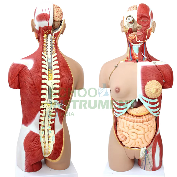 Human Torso with Muscles and Open Back, 27 Parts