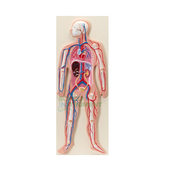 Human Circulatory System, Superior