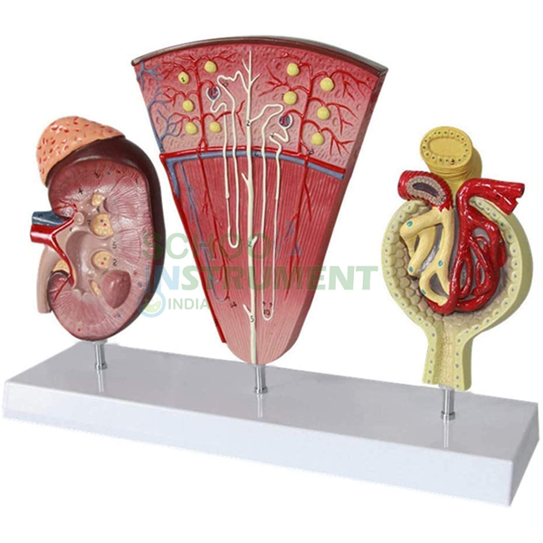 Human Kidney Structures, Free Standing
