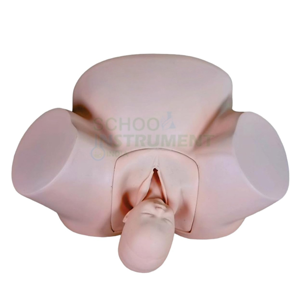 Human Model - Delivery Doll