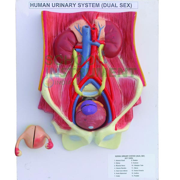 Human Urinary System (Deluxe)