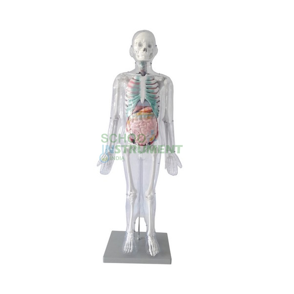 Transparent Human
