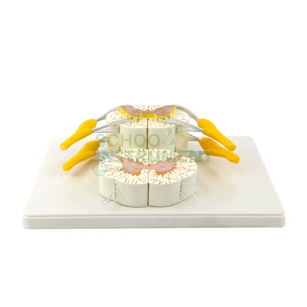 Human Vertebral And Partial Spinal Cord