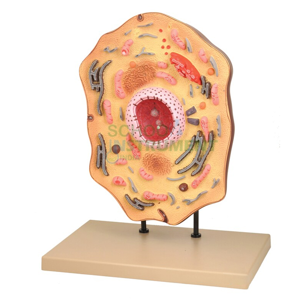 Animal Cell, Superior