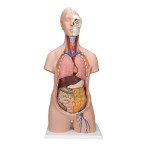 Human Torso Model, Mini 2