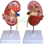Human Kidney Structures