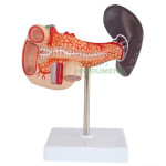 Human Pancreas, Spleen and Duodenum