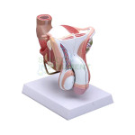 Human Male Genital Organs