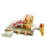 Human Ear Model, 5 Parts, Superior