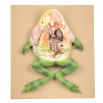 Frog Model