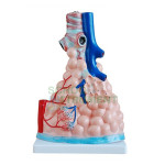 Pulmonary Alveoli Model, Magnified