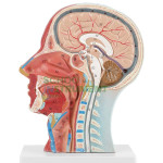 Human Head and Neck Model