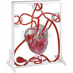 Human Heart, Pumping