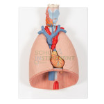 Human Lungs with Heart and Larynx