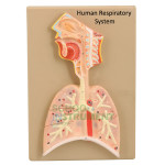 Human Respiratory System