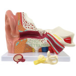Human Ear Model, 3 Parts