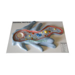 Amoeba Model, Superior