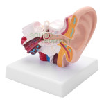 Ear model, PVC Plastic