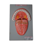 Human Tongue Model